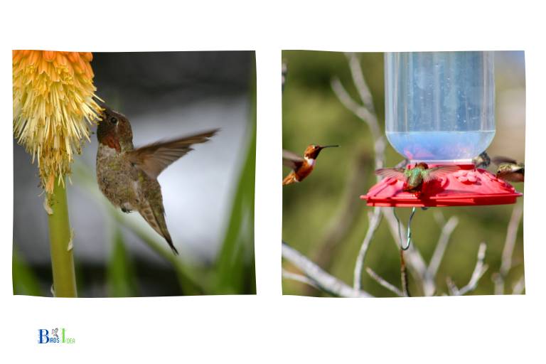How Can You Make Sure Hummingbirds Receive Enough Food