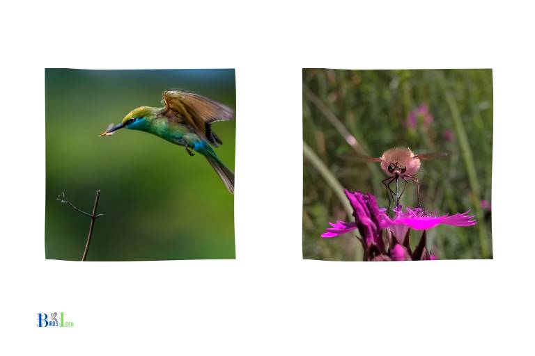 How Do Hummingbirds Catch Insects