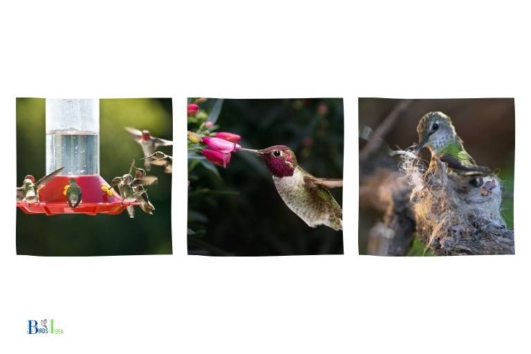 How Do Hummingbirds Prepare for Migration