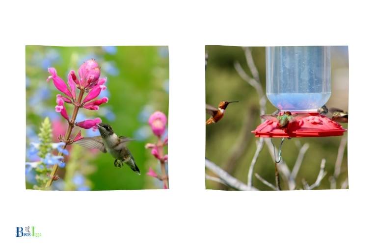 How Does a Ruby Throated Hummingbird Eat