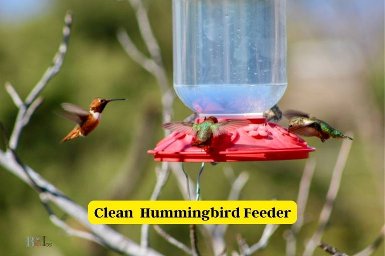 How Often Should I Clean a Hummingbird Feeder
