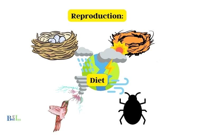 Reproduction and Diet of Hummingbirds