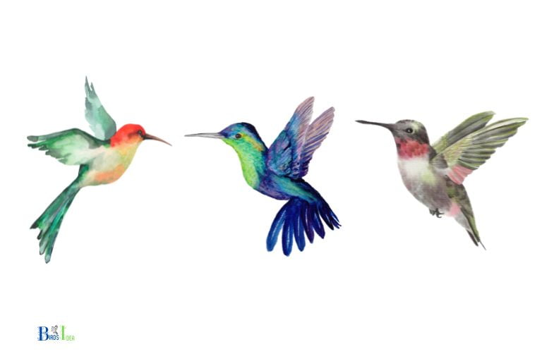 What Are Hummingbirds