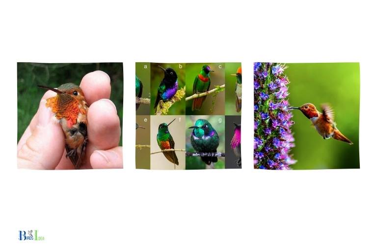 What Are The Adaptations Of Small Hummingbirds