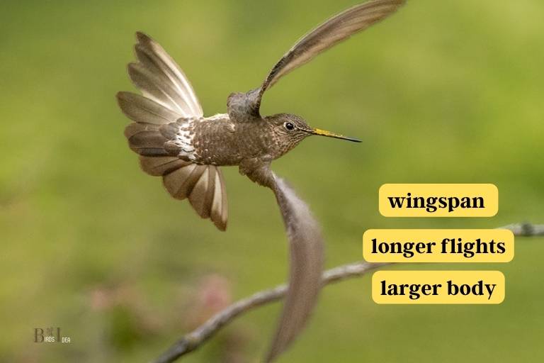 What Are The Benefits of Being The Largest Hummingbird