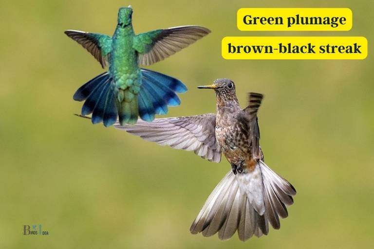 What Are The Characteristics Of The Largest Hummingbird