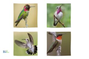 What Are the Different Types of Hummingbirds: 300 Species!