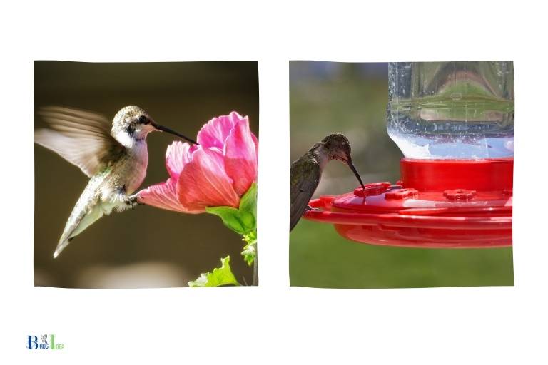 What Are The Feeding Habits of Small Hummingbirds