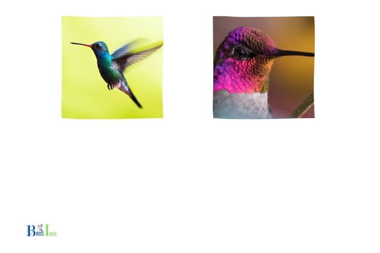 What Are The Protective Adaptations of Hummingbirds