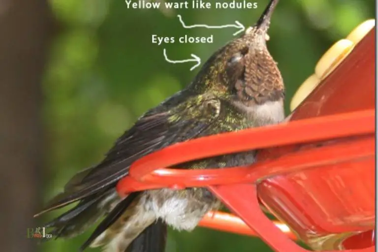What Are the Risks of Feeding Hummingbirds