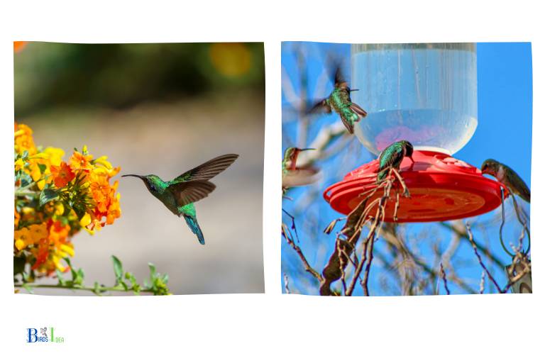 What Conditions Attract Hummingbirds