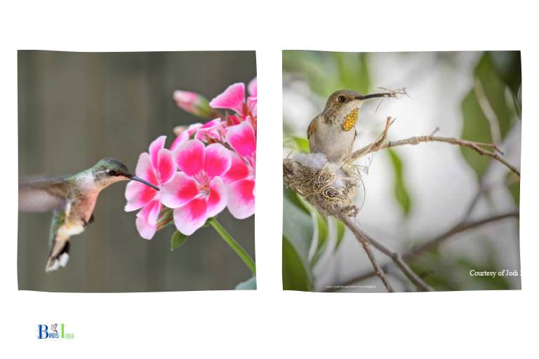 What Do Hummingbirds Do