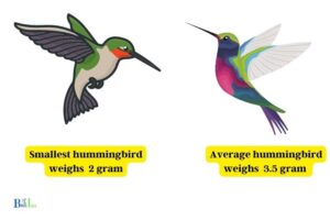 What Does a Hummingbird Weight: 2-20 Grams!