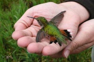 What Happens If You Stop Feeding Hummingbirds: Die!