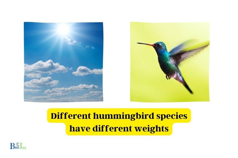 What Is The Average Weight Of A Hummingbird