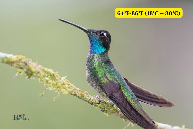 What Is The Ideal Temperature For Hummingbirds