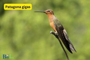What Is The Largest Hummingbird