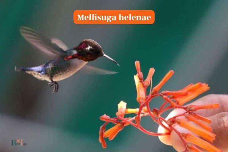 What Is The Smallest Hummingbird Species