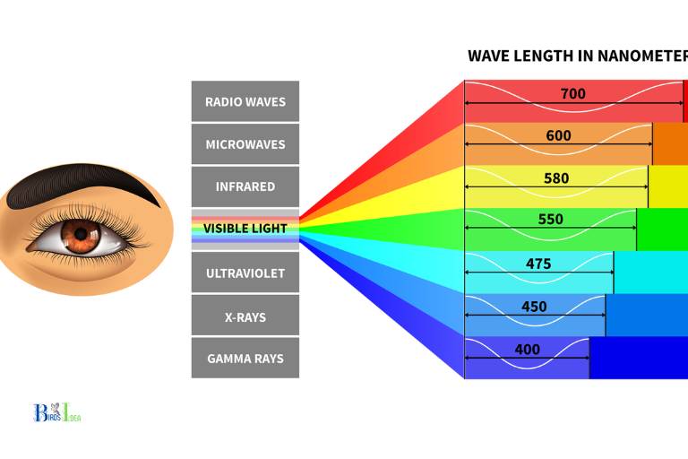 What Is the Visible Light Spectrum
