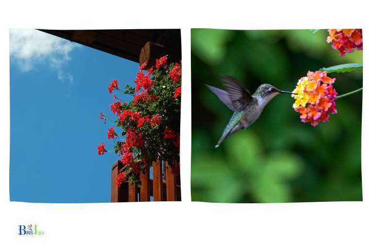 What Types of Flowers Attract Hummingbirds