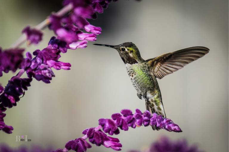 What is a Hummingbird