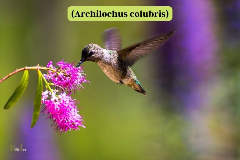 What is a Ruby Throated Hummingbird