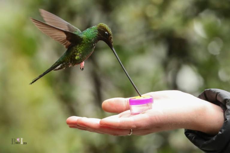 Do Hummingbird Beaks Change With Age