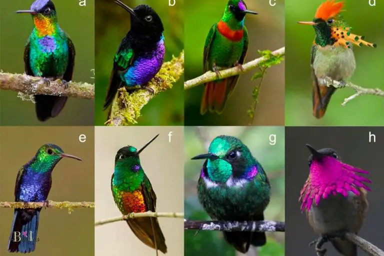 The Characteristics of Hummingbird in Pocahontas
