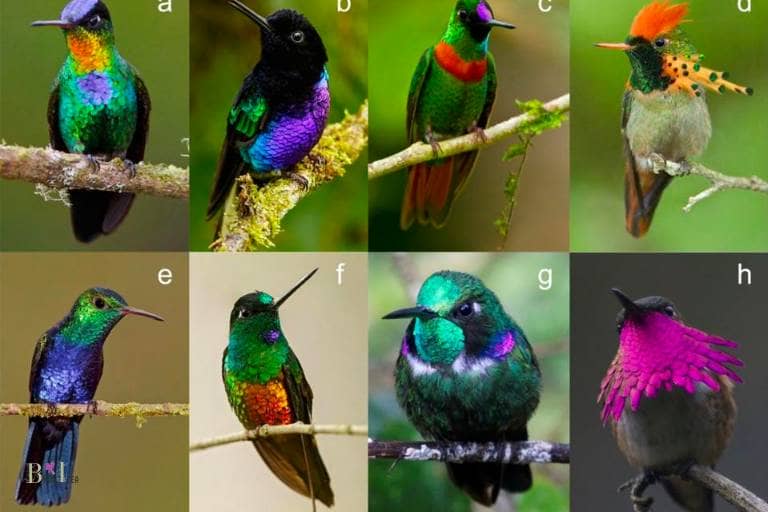 The Characteristics of Hummingbird in Pocahontas