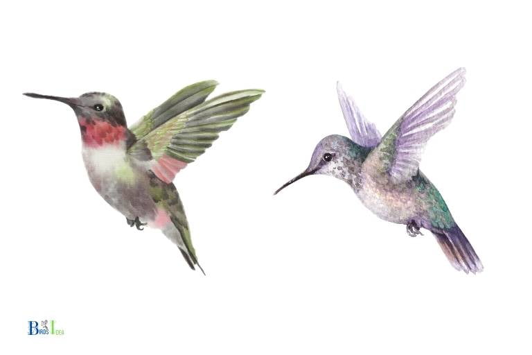 What Are The Different Types of Hummingbirds