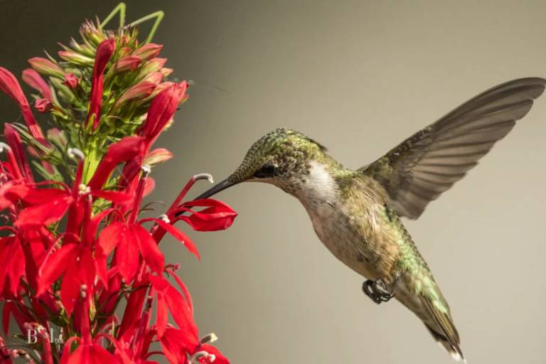 What Color Is A Hummingbirds Beak