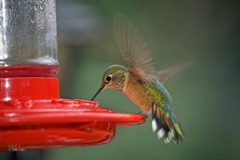 What Is Hummingbird Nectar