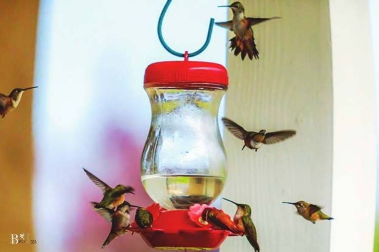 What Is a Hummingbird Feeder