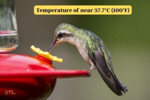 What Temperature Should Hummingbird Nectar Be: 37.7!