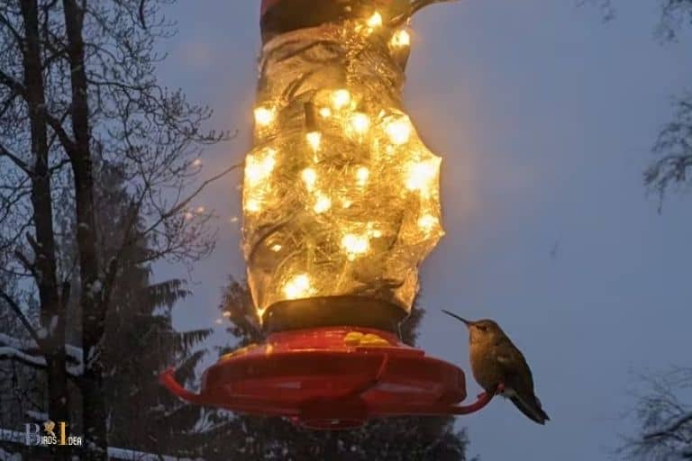 do hummingbirds feed at night