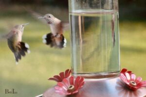 Do Hummingbirds Fight Over Feeders: Yes, 6 Behaviors!