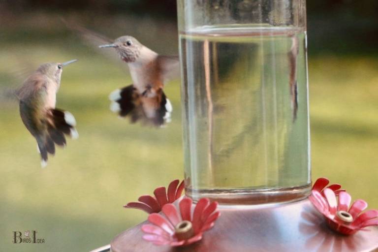 do hummingbirds fight over feeders