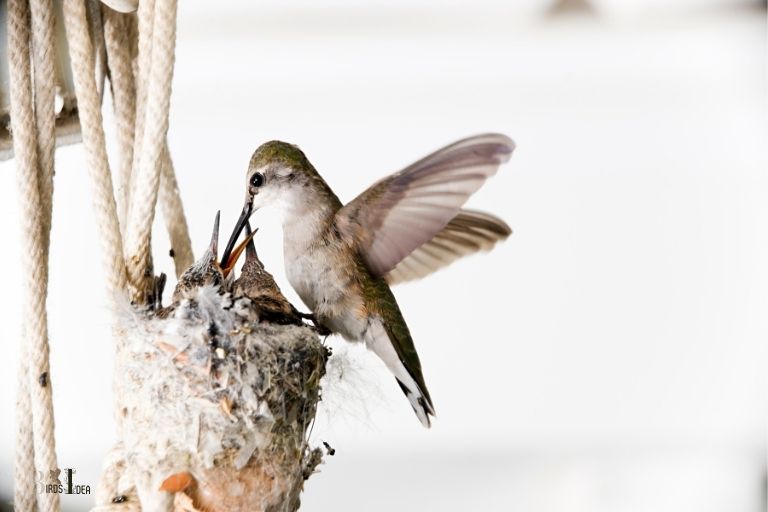 how do hummingbird feed their young