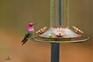 How to Get Rid of Bees From Hummingbird Feeder?