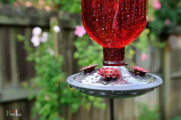 hummingbird feeder where to hang