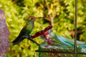 Should Hummingbird Feeder Be In Sun Or Shade: 5 Factors!