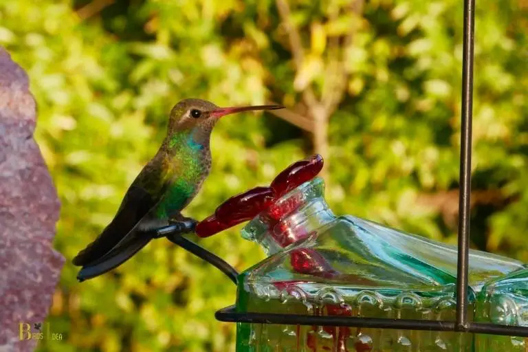should hummingbird feeder be in sun or shade