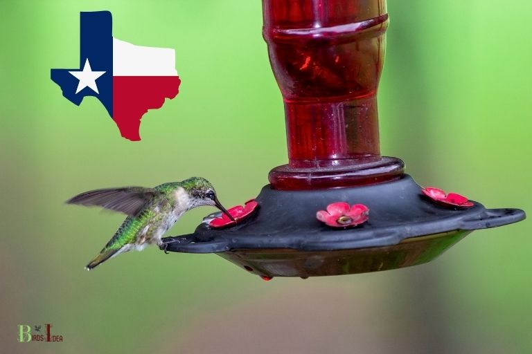 when to put hummingbird feeders out in texas