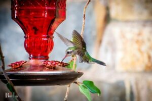 Why Are Hummingbird Feeders Red? 5 Reasons!
