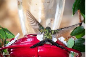 Why do My Hummingbird Feeders Leak: 7 Reasons!