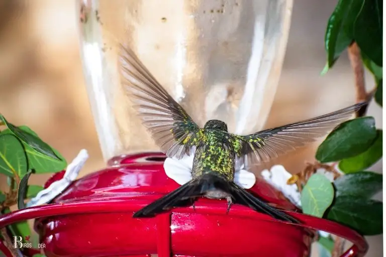 why do my hummingbird feeders leak