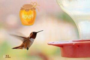 Why You Shouldn’t feed Hummingbirds: Natural Habits!