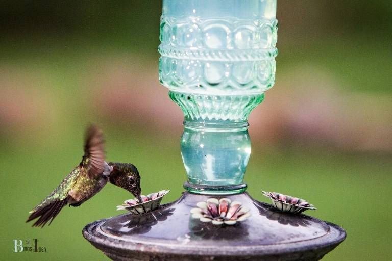 wine bottle hummingbird feeder diy
