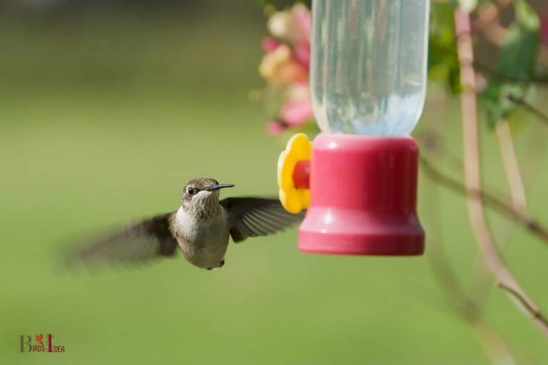 are hummingbirds picky about feeders