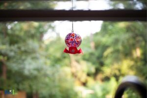 Are Window Hummingbird Feeders Safe: Yes!